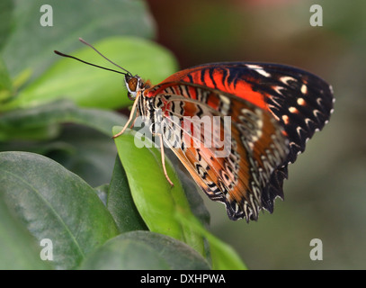 Nahaufnahme des asiatischen rot Florfliege Schmetterlings (Cethosia Biblis), 20 Bilder in allen Stockfoto