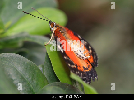 Nahaufnahme des asiatischen rot Florfliege Schmetterlings (Cethosia Biblis), 20 Bilder in allen Stockfoto