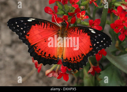 Nahaufnahme des asiatischen rot Florfliege Schmetterlings (Cethosia Biblis) auf Nahrungssuche auf einer Blume, Flügel geöffnet Stockfoto