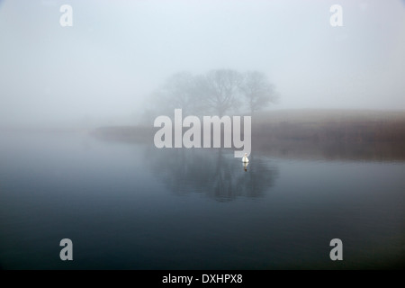 Höckerschwan Cygnus Olor am nebligen Morgen Stockfoto