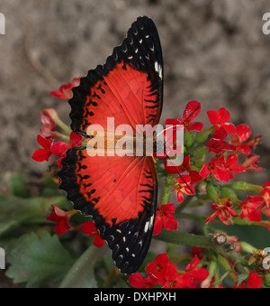 Nahaufnahme des asiatischen rot Florfliege Schmetterlings (Cethosia Biblis) auf Nahrungssuche auf einer Blume, Flügel geöffnet Stockfoto