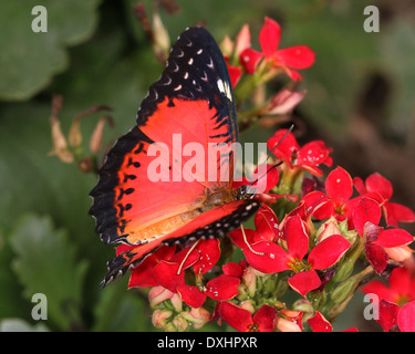 Nahaufnahme des asiatischen rot Florfliege Schmetterlings (Cethosia Biblis) auf Nahrungssuche auf einer Blume Stockfoto