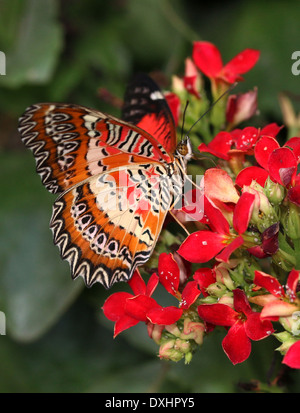 Nahaufnahme des asiatischen rot Florfliege Schmetterlings (Cethosia Biblis) auf Nahrungssuche auf einer Blume Stockfoto