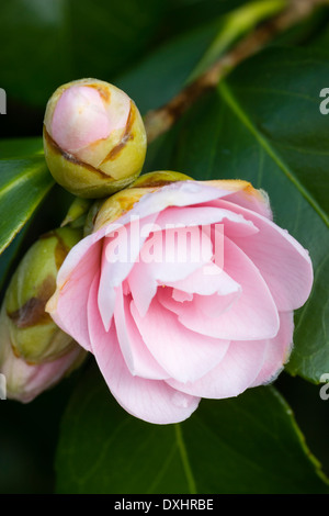 Relativ kleinen blühenden Camellia Japonica 'Magnoliaeflora' in einem Plymouth-Garten Stockfoto