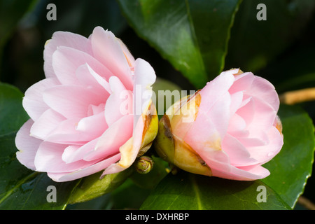 Relativ kleinen blühenden Camellia Japonica 'Magnoliaeflora' in einem Plymouth-Garten Stockfoto