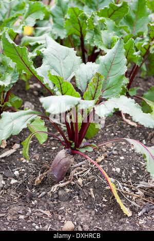 Rote Beete, Beta Vulgaris, zeigen ihre Distictive rote geäderten Blättern Stockfoto