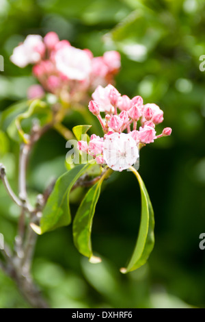 Kalmia Latifolia, Berg-Lorbeer oder Calico Bush, sind immergrüne Sträucher, die mit rosa/weißen Blüten im Frühjahr oder Sommer blühen. Stockfoto