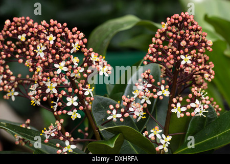Männliche Blüten der Vorfrühling blühenden immergrüner Strauch, Skimmia Japonica 'Rubella' Stockfoto