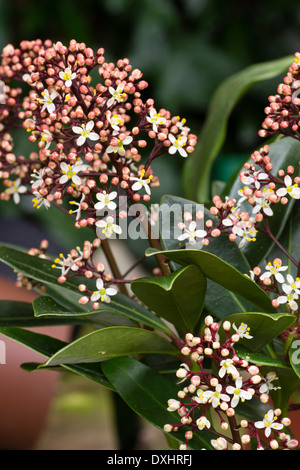 Männliche Blüten der Vorfrühling blühenden immergrüner Strauch, Skimmia Japonica 'Rubella' Stockfoto