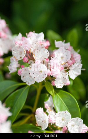 Kalmia Latifolia, Berg-Lorbeer oder Calico Bush, sind immergrüne Sträucher, die mit rosa/weißen Blüten im Frühjahr oder Sommer blühen. Stockfoto