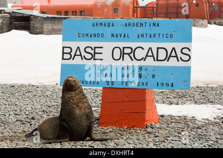 Antarktischen Seebären an Base Orcadas ist eine argentinische Forschungsstation in der Antarktis Stockfoto