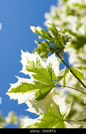 Silver Variegated Norway Maple Tree, Acer Platanoides Drummondii, against a blue sky showing the leaf structure Stockfoto