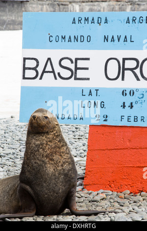 Antarktischen Seebären an Base Orcadas ist eine argentinische Forschungsstation in der Antarktis Stockfoto