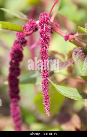 Liebe liegt Blutungen, Amaranthus Caudatus, in voller Blüte in einem englischen Garten. Stockfoto