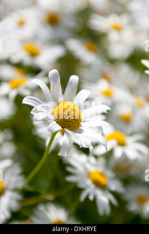 Shasta Daisy, Leucanthemum x Superbum, Familie der Asteraceae, sind robuste Stauden mit Gänseblümchen-ähnliche Blütenstände. Stockfoto