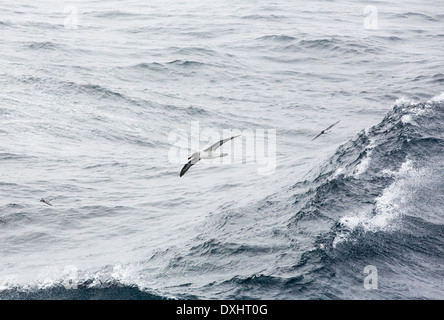 Ein grauer leitete Albatros; Thalassarche Chrysostoma, Cape Petrel, Daption Capense und Antarctic Prion, Pachyptila Desolata, Stockfoto