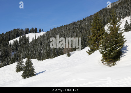 Schneebedeckten Wald mit Bäumen in den Bergen im winter Stockfoto