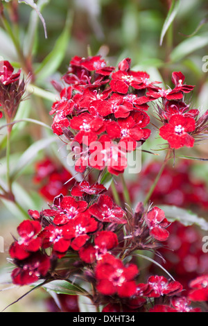 Sweet William, Dianthus Barbatus 'Sooty' Stockfoto