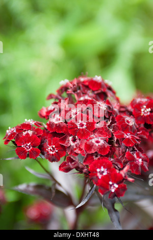 Sweet William, Dianthus Barbatus 'Sooty' Stockfoto