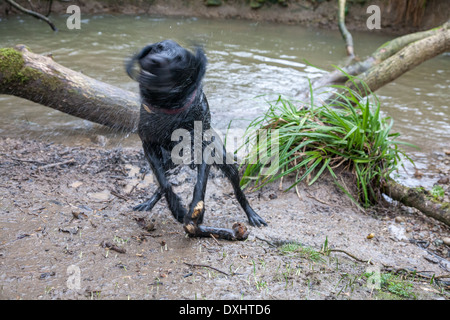 Monty Black Lab schüttelt Wasser Stockfoto