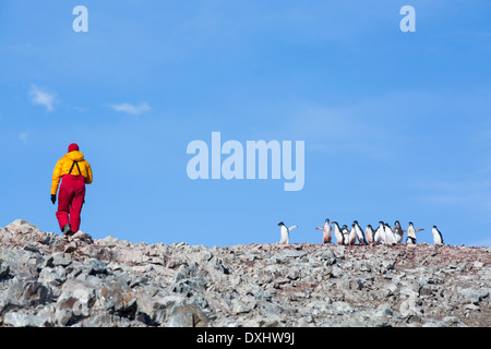 Adelie-Pinguine, Pygoscelis Adeliae an Krapp Klippen, Suspiros Bay, am westlichen Ende von Joinville Island, Antarktis. Stockfoto