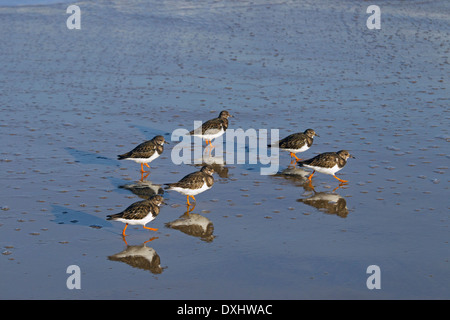 Die Steinwälzer Arenaria interpres strömen an der Küste Stockfoto