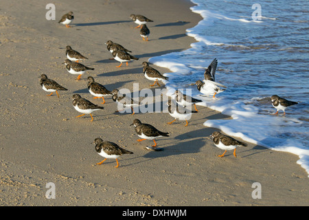 Die Steinwälzer Arenaria interpres strömen an der Küste Stockfoto