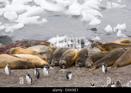 Südlichen See-Elefanten; Mirounga Leonina bei Gentoo Penguins an Hannah Punkt auf Livingston Insel Stockfoto