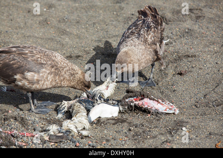 Antarktis Raubmöwen Fütterung auf einen Toten Pinguin auf Deception Island in der Antarktis. Stockfoto