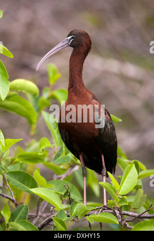 Sichler - Wakodahatchee Feuchtgebiete, Delray Beach, Florida, USA Stockfoto