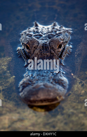 Amerikanischer Alligator - grüne Cay Feuchtgebiete - Boynton Beach, Florida USA Stockfoto