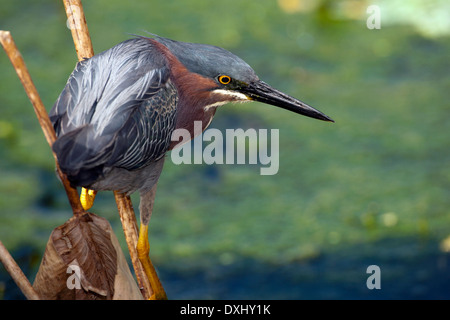 Heron grün - Green Cay Feuchtgebiete - Boynton Beach, Florida USA Stockfoto