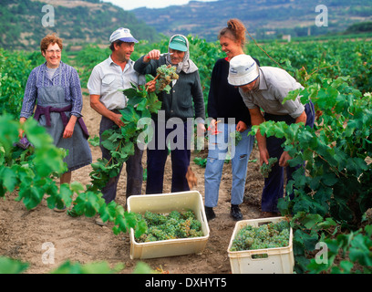 Fünf Arbeiter sammeln Trauben in der Region Rioja in Spanien Stockfoto