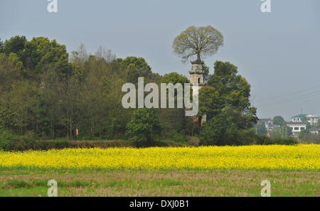 (140327)--CHANGSHA, 27 März, 2014(Xinhua)--Foto am 26. März 2014 zeigt eine Jahrhundert-alte Pagode mit einem Zürgelbaum-Baum gewachsen auf seiner Spitze befindet sich im nördlichen Vorort von Changsha, der Hauptstadt der Provinz Zentral-China Hunan. Die fünfstöckige Pagode im Jahre 1838 erbaut und aus Granit, 12 Meter hoch war. Es wird gesagt, dass der 7-Meter-hohen Hackberry Baum seit mehr als hundert Jahren ein Begleiter mit der Pagode wurde. Nach der Anwohner wurde die Pagode durch einen Blitz im Jahr 1900 und nach getroffen, die einige Vögel begünstigt, auf dessen Spitze Nestle. Die Ansammlung von Vögel Kot und Schmutz Stockfoto