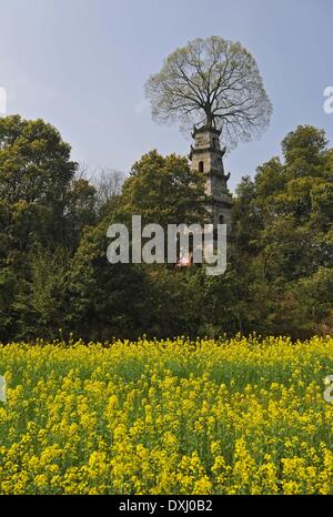 (140327)--CHANGSHA, 27 März, 2014(Xinhua)--Foto am 26. März 2014 zeigt eine Jahrhundert-alte Pagode mit einem Zürgelbaum-Baum gewachsen auf seiner Spitze befindet sich im nördlichen Vorort von Changsha, der Hauptstadt der Provinz Zentral-China Hunan. Die fünfstöckige Pagode im Jahre 1838 erbaut und aus Granit, 12 Meter hoch war. Es wird gesagt, dass der 7-Meter-hohen Hackberry Baum seit mehr als hundert Jahren ein Begleiter mit der Pagode wurde. Nach der Anwohner wurde die Pagode durch einen Blitz im Jahr 1900 und nach getroffen, die einige Vögel begünstigt, auf dessen Spitze Nestle. Die Ansammlung von Vögel Kot und Schmutz Stockfoto