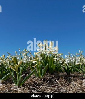 Blumenfelder im Frühjahr: niedrige Winkel Blick auf blühende weiße Hyazinthen, Noordwijkerhout, Südholland, Niederlande. Stockfoto