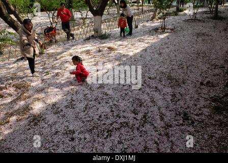 Jinan, China Shandong Provinz. 27. März 2014. Kinder spielen auf dem Boden, bedeckt mit Kirschblüte Blüten im Wulongtan Park in Jinan, der Hauptstadt der ostchinesischen Provinz Shandong, 27. März 2014. © Xu Suhui/Xinhua/Alamy Live-Nachrichten Stockfoto