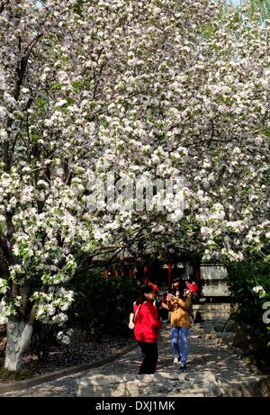 Jinan, China Shandong Provinz. 27. März 2014. Touristen sehen Sie die Kirschblüten im Wulongtan Park in Jinan, der Hauptstadt der ostchinesischen Provinz Shandong, 27. März 2014. © Xu Suhui/Xinhua/Alamy Live-Nachrichten Stockfoto