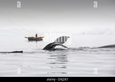 Buckelwale (Impressionen Novaeangliae) ernähren sich von Krill in Wilhelmena Bay, antarktische Halbinsel Stockfoto