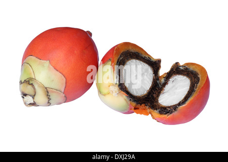 Frische Fuchsschwanz Palmenfrucht (Wodyetia Bifurcata) isoliert auf weißem Hintergrund mit Beschneidungspfad Stockfoto