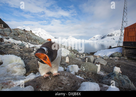 Gentoo Penguins unter atemberaubende Küstenlandschaft in Paradise Bay von Graham Land auf der antarktischen Halbinsel. Stockfoto
