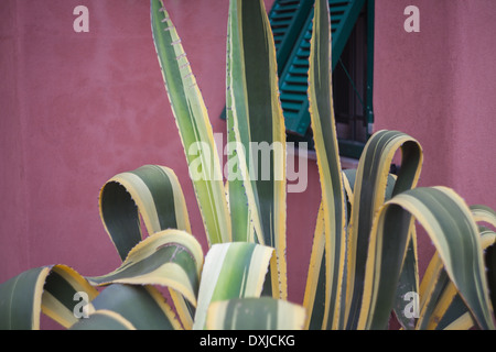 Agave-Pflanze Stockfoto