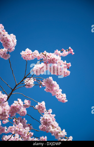 Kirschbaum in Blüte Stockfoto