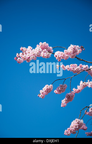 Kirschbaum in Blüte Stockfoto