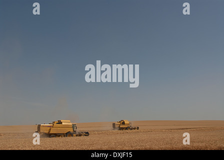 zwei Mähdrescher im Weizenfeld Stockfoto