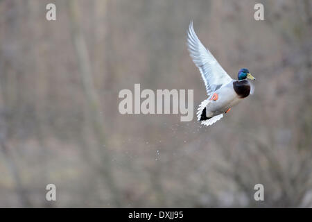 Stockenten-Bayern - Deutschland - Februar 2014. Stockfoto