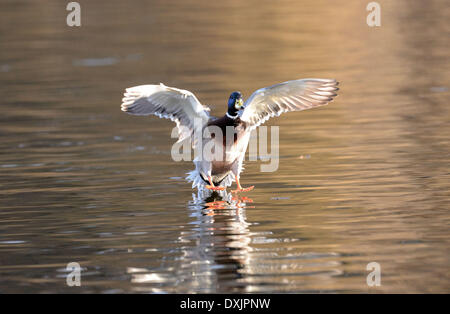 Stockenten-Bayern - Deutschland - Februar 2014. Stockfoto