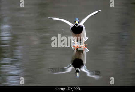 Stockenten-Bayern - Deutschland - Februar 2014. Stockfoto