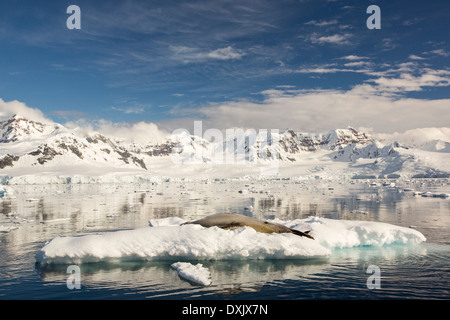 Ein Seeleopard (Hydrurga Leptonyx) holte auf Eis Eisscholle in der Gerlache Strait Stockfoto