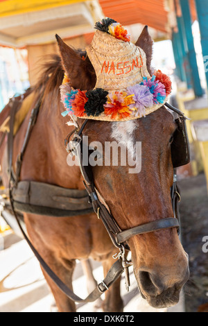 Eine Kutsche Pferd wartet auf Touristen in Prince George Wharf, Nassau, Bahamas, Karibik Stockfoto